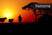 Er du helt vild med dyr? Så er det her den perfekte mulighed for dig