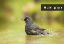 3 fuglebade som vil tiltrække flere fugle til din have