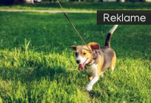 Slå to fluer med ét smæk og lyt til en lydbog, når du går med hunden