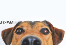 3 forskelle ved hundefoder til voksne hunde og hvalpe