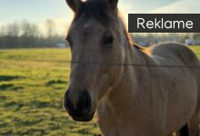 Hegn og elhegn til dyr: En essentiel guide